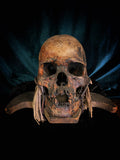Rare Ifugao skull