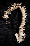 Articulated human spine